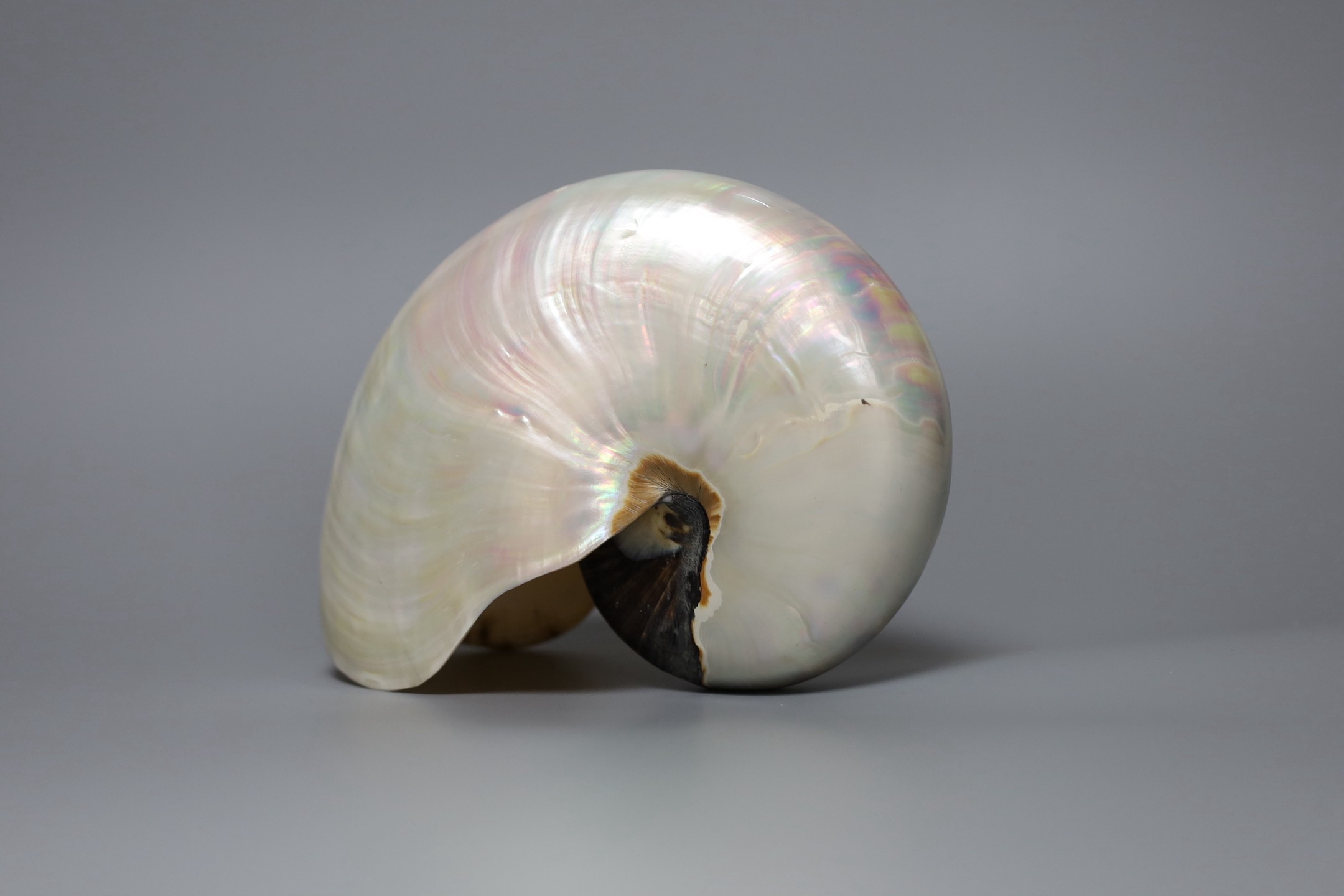 An opalescent sea shell, 17cm